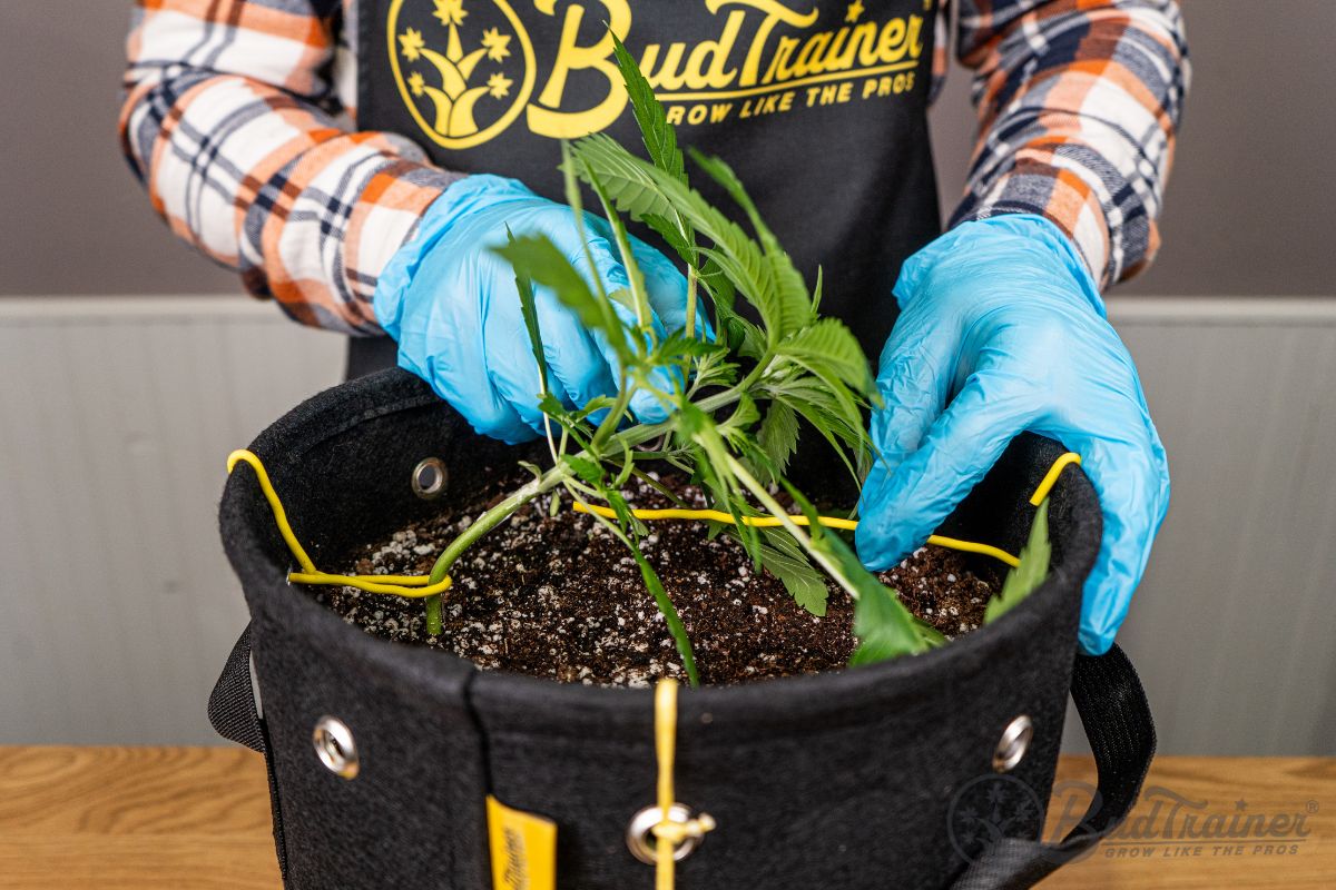 How to LST Low-Stress-Train Cannabis: Complete Step-by-Step Guide
