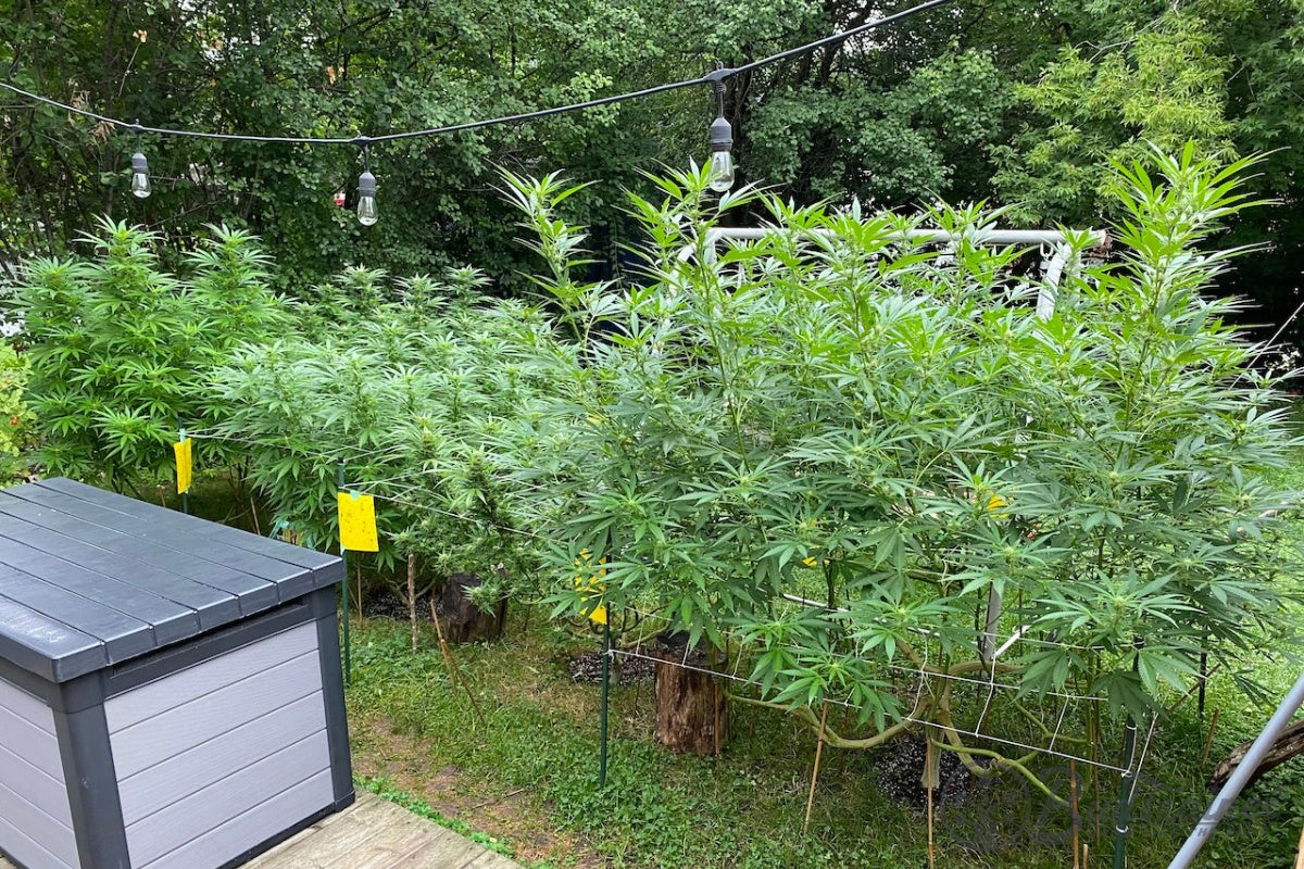 Image of a lush outdoor cannabis garden located on a wooden deck, featuring several large, healthy cannabis plants. Each plant is supported by a yellow trellis, with a gray storage box in the foreground and string lights above, creating a cozy backyard atmosphere.