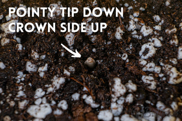 Close-up view of a seed in soil, marked with an arrow and the text 'Crown Side Up' to indicate the correct orientation for planting, surrounded by moist soil and white perlite.