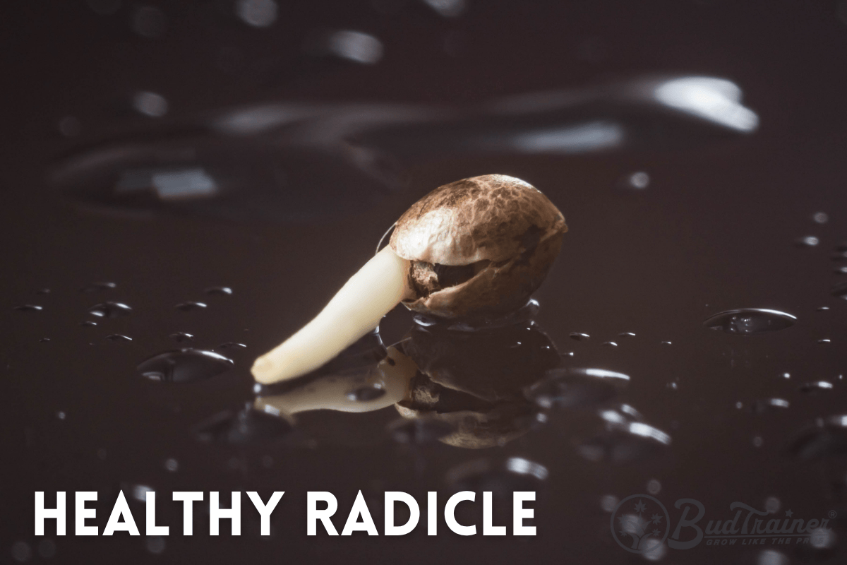 Cannabis seed with small tap root coming out, on top of a black surface with drops of water