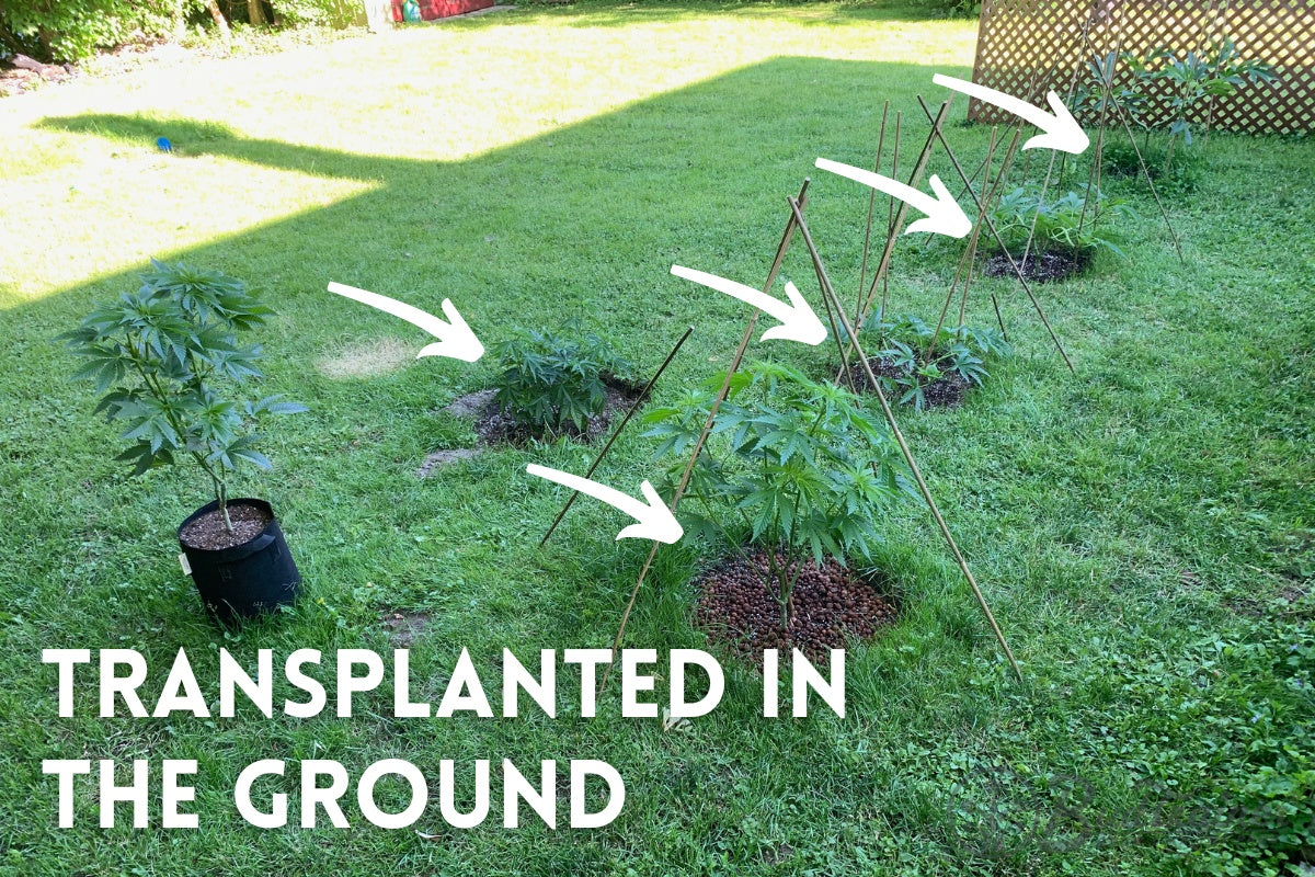 Outdoor garden scene showing three cannabis plants supported by wooden stakes, growing directly in the ground. The foreground plant is surrounded by a protective layer of brown mulch. The lush green lawn background accentuates the healthy appearance of the plants.