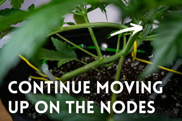 Close-up of a cannabis plant’s stem being secured with yellow ties as part of low-stress training (LST). An arrow points to the next node, with text reading ‘CONTINUE MOVING UP ON THE NODES,’ instructing to progressively secure the plant at higher points for optimal training.