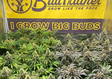 I Grow Big Buds Banner