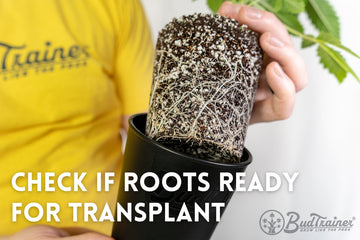 Close-up image of a person in a yellow BudPots shirt holding a black BudCups container, with a cannabis plant being lifted out to show its extensive white root system. The focus is on the dense network of roots against the dark soil background.