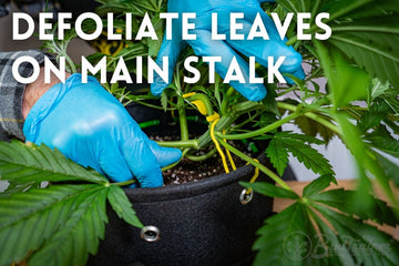 A person wearing blue gloves defoliating the lower leaves from the main stalk of a cannabis plant inside a fabric Bud Pot. Yellow ties are securing the plant for low-stress training (LST), and the text ‘DEFOLIATE LEAVES ON MAIN STALK’ explains the step being performed.