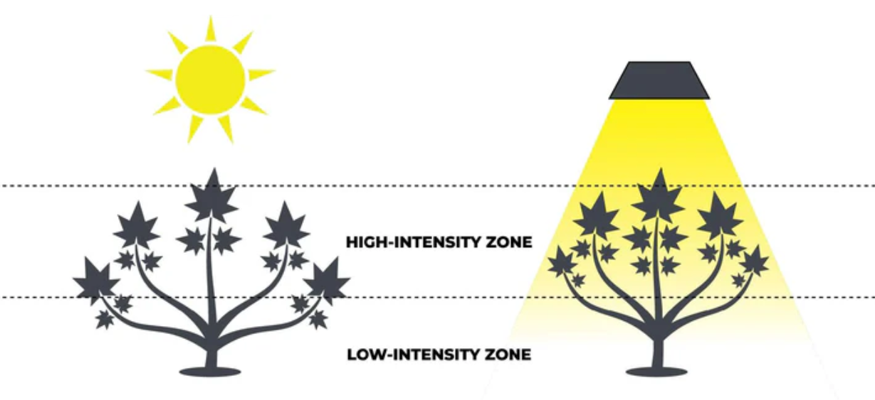 Diagram showing hownatural light vs led lights affect plants