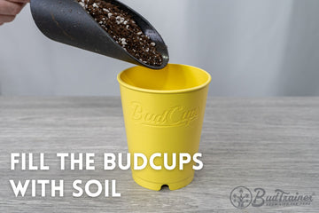 A hand using a dark grey scoop to pour soil into a yellow pot labeled 'BudCup', placed on a grey wood-textured surface.