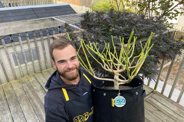 Man on an outside deck holding a BudPot 10Ga with a recently harvested cannabis plant stalk inside with multiple branches 