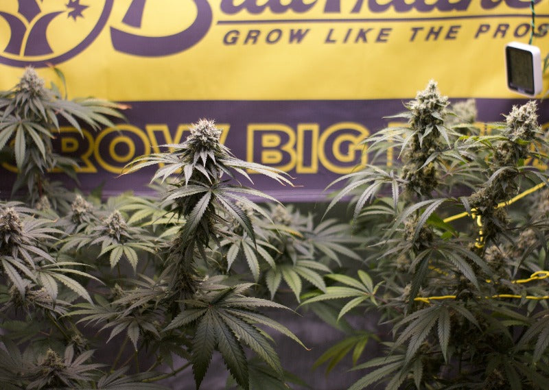 I Grow Big Buds Banner