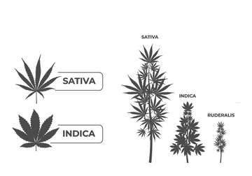 A comparison diagram of cannabis leaves and plant types. On the left, two leaves are labeled ‘Sativa’ and ‘Indica.’ On the right, the diagram shows three cannabis plant types: a tall and slender ‘Sativa,’ a shorter and bushier ‘Indica,’ and a small ‘Ruderalis’ plant.