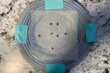 Top view of a germination plate with damp paper towels and seeds spaced out, secured with blue sticky notes labeled 'Bruce Banner' and 'Purple.' The plate is on a marble countertop with a speckled pattern.