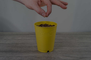 A person's hand dropping a seed into a yellow pot labeled 'BudCups' filled with dark soil, set against a grey background.