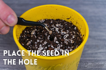 Close-up of a hand using a small black trowel to adjust the soil in a yellow BudCup filled with potting mix, against a grey wood-textured background