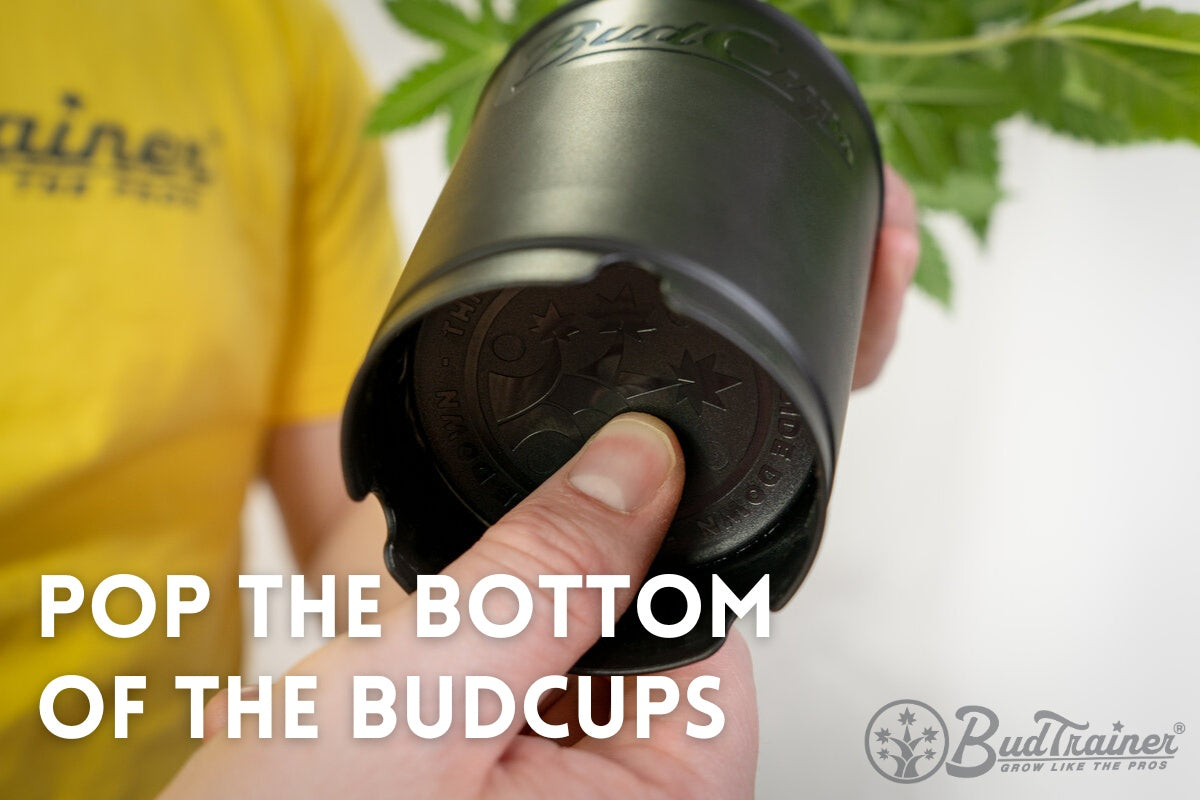 Close-up image showing a hand holding a small black BudCups container upside down, revealing its bottom design featuring embossed stars and text. A partial view of a person in a yellow BudPots shirt and a cannabis plant in the background is visible.