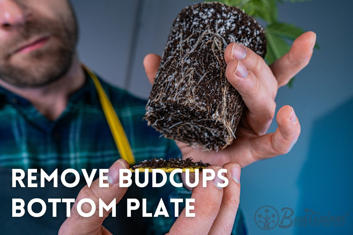 Image showing a person in a plaid shirt carefully holding a young cannabis plant removed from a BudCups container. The plant's extensive white root system is visible against the dark soil, highlighted as the person examines it against the backdrop