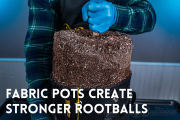 Person wearing a BudTrainer apron and blue gloves carefully handling a large, healthy root ball being removed from a BudPots fabric planter. The soil structure is intact, showcasing the effectiveness of BudPots in promoting strong root development and overall plant health.