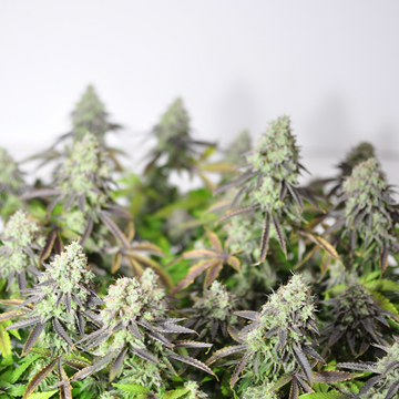 Cannabis flowers on white background