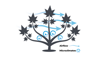 Diagram showing how. microclimates work on a cannabis plant