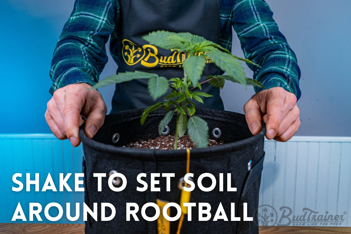 Person in a BudTrainer apron carefully holding a fabric BudPots planter containing a young cannabis plant. The plant is growing in a well-prepared soil mix, benefiting from the enhanced airflow and light exposure provided by the BudPots' design. 