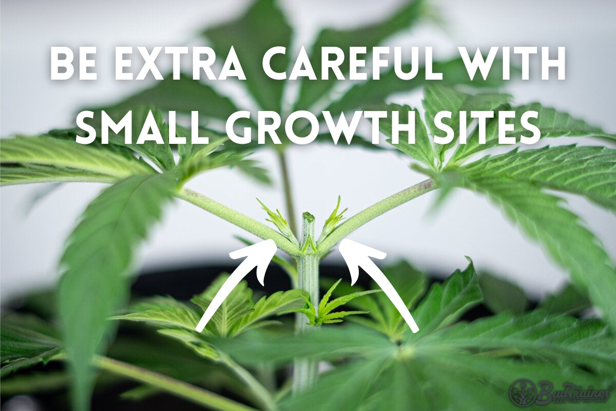 When To Top A Marijuana Plant The BudTrainer Methodâ„¢ Lesson #3: How to Top Cannabis Plants