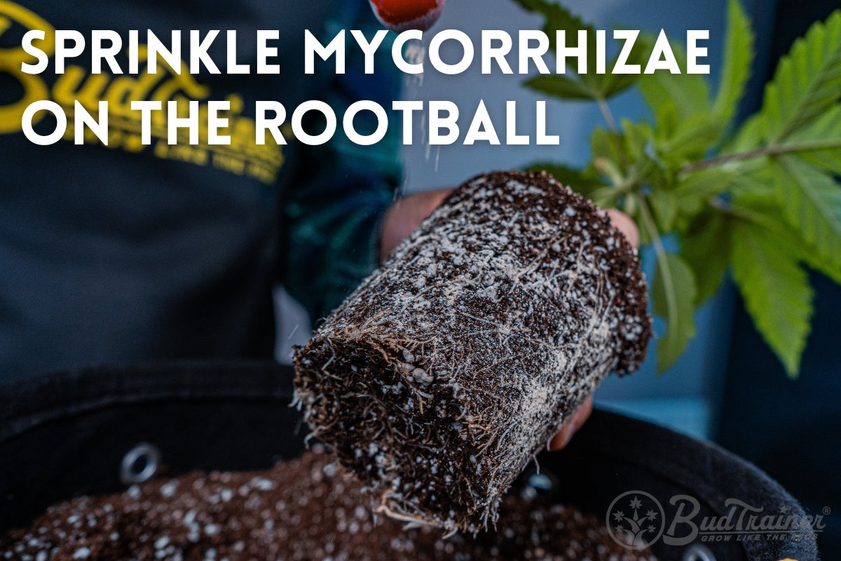 Close-up of a person in a BudTrainer apron sprinkling PROMIX CONNECT mycorrhizal inoculant onto the root ball of a young cannabis plant. The plant is being prepared for transplanting into a BudPots fabric planter filled with a nutrient-rich soil mix. This step is crucial for enhancing root development and overall plant health. The process highlights BudTrainer's commitment to providing effective gardening solutions that promote robust, bushy cannabis plants with optimal growth and yield potential