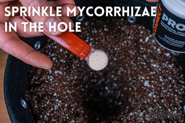 "Close-up of a hand holding a 1/4 teaspoon measuring scoop of PROMIX CONNECT mycorrhizal inoculant, being sprinkled onto soil inside a BudPots fabric pot. The soil preparation is part of the process to enhance cannabis plant growth and root development using BudTrainer's gardening products. The high-quality soil mix and innovative BudPots are designed to optimize light exposure and airflow, transforming plants into robust, bushy structures full of healthy buds.