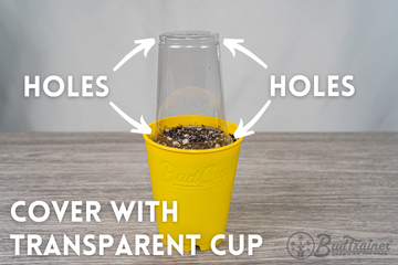 Step 5 of planting: cover your seeds with a transparent cup to create a humidity dome for seed germination. Alternatively, use a seedling dome.