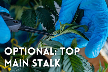 A person wearing blue gloves using pruning scissors to top the main stalk of a cannabis plant. The close-up shows the scissors cutting the top growth. Text reads ‘OPTIONAL: TOP MAIN STALK,’ explaining this as an optional step in the plant training process.