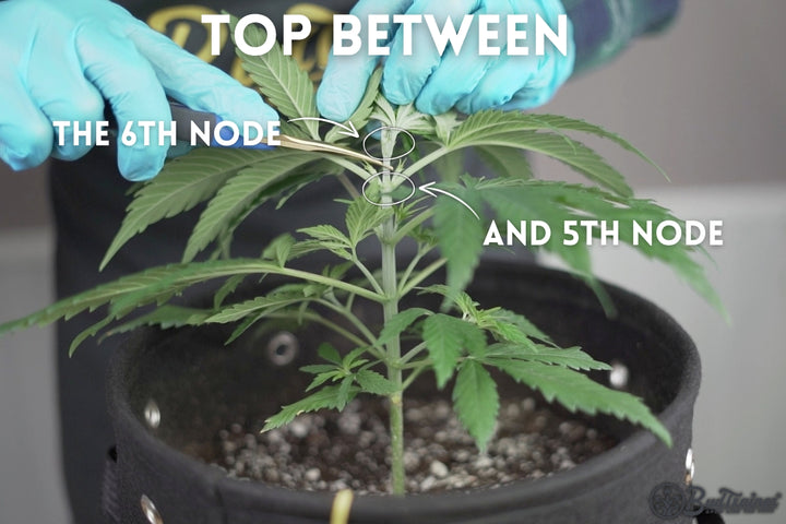 When To Top A Marijuana Plant The BudTrainer Methodâ„¢ Lesson #3: How to Top Cannabis Plants