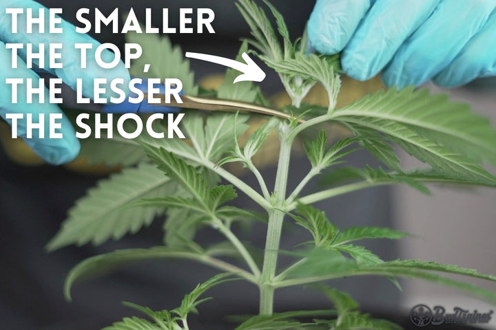 When To Top A Marijuana Plant The BudTrainer Methodâ„¢ Lesson #3: How to Top Cannabis Plants