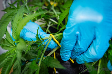 Close-up of a person wearing blue gloves gently securing a cannabis plant stem to a fabric pot using a yellow BudHuggers plant tie. The image highlights the low-stress training (LST) technique, with the plant’s leaves and stem clearly visible.