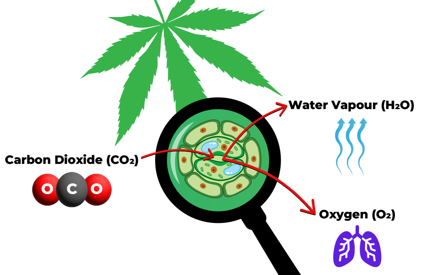 Diagram showing how transpiration happens in the stomata of a cannabis leaf