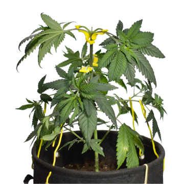 Cannabis plant in the veg stage trained with the budclips, budpots, and budhuggers form budtrainer