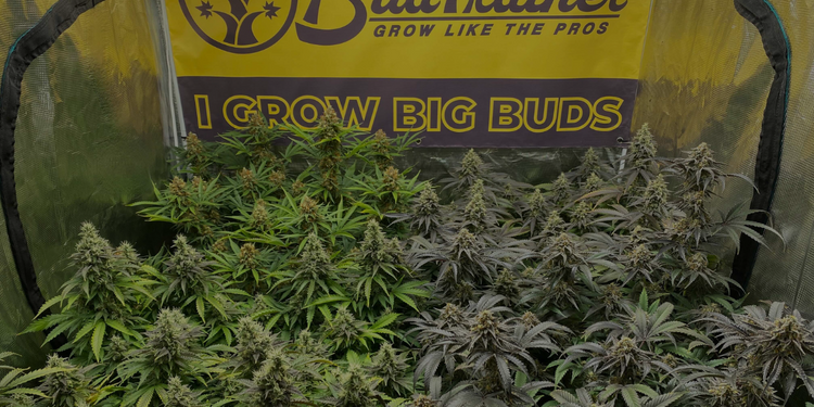 Flowering cannabis plants inside an indoor grow tent with a BudTrainer banner in the background that says I Grow Big Buds