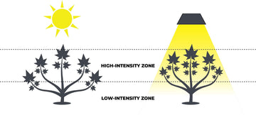 A diagram showing the light intensity zones for cannabis plants. On the left, a plant is shown under natural sunlight with evenly distributed high-intensity and low-intensity zones. On the right, a plant is shown under an artificial grow light with a concentrated high-intensity zone at the top and a gradient to a low-intensity zone at the bottom