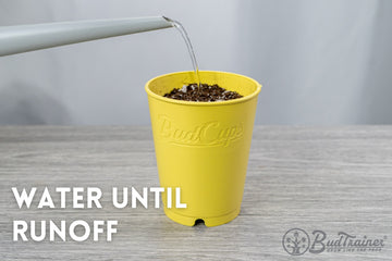 A grey watering can pouring water into a yellow BudCup filled with soil, placed on a grey wood-textured surface against a soft white background.