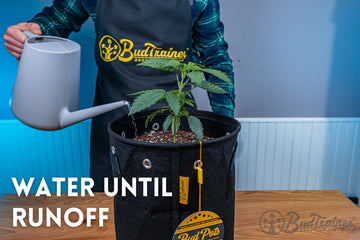 Person wearing a BudTrainer apron watering a young cannabis plant growing in a BudPots fabric planter. The plant is situated in a well-prepared soil mix, and the watering process is part of the care routine to ensure optimal growth and health. 