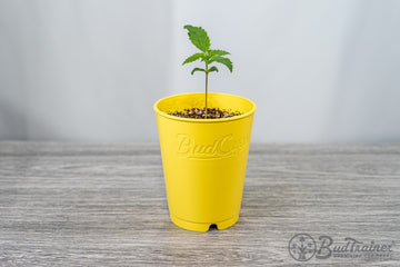 A small cannabis plant sprouting in a yellow pot labeled 'BudCup' filled with soil, placed on a grey wood-textured surface against a soft white background.