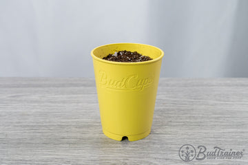 BudCups yellow full of soil to the rim, on top of a grey wooden table and with a white backdrop background