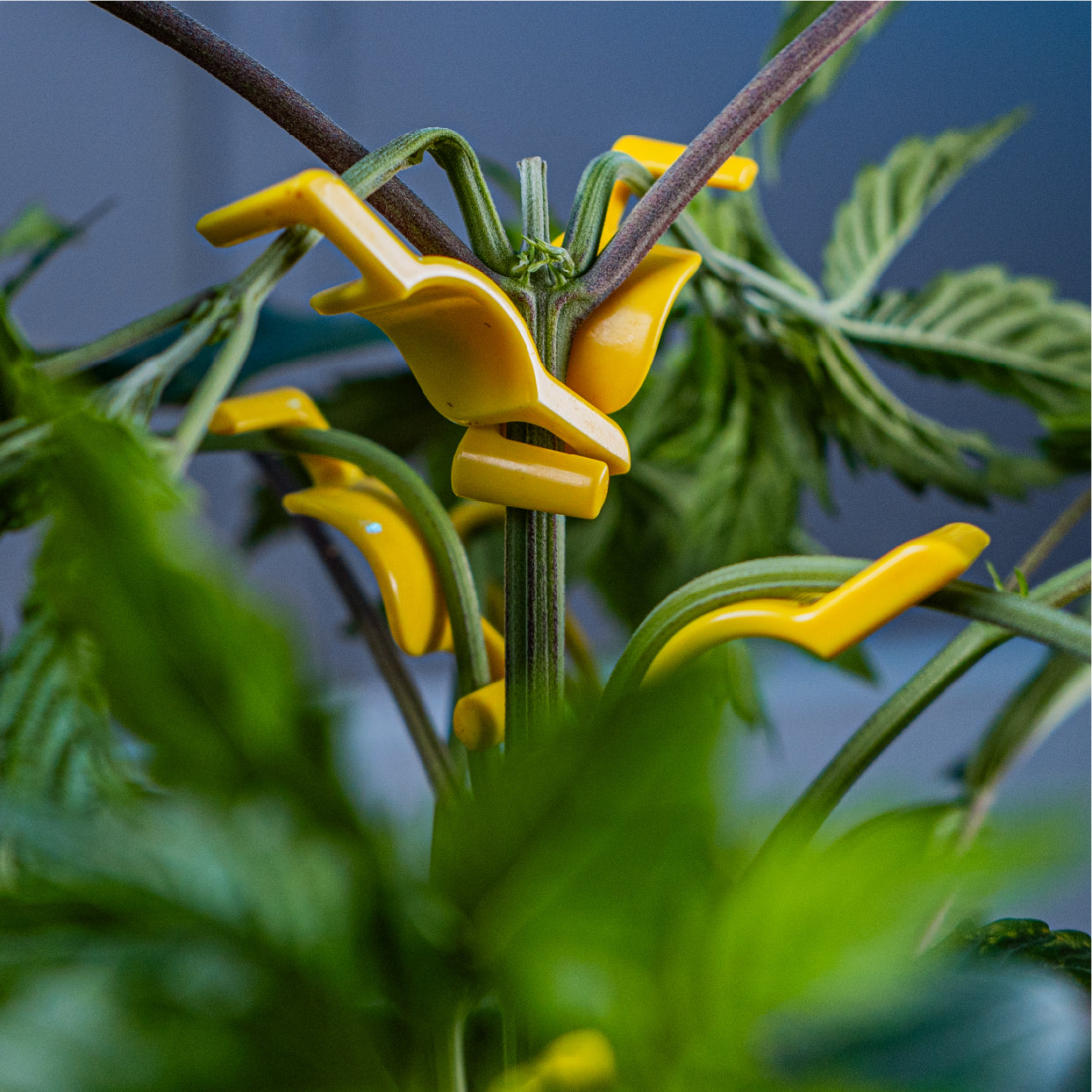BudTrainer BudClips gently bending cannabis branches for low-stress plant training and higher yields.
