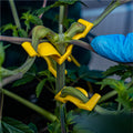BudTrainer BudClips yellow cannabis plant bending clips for low-stress training and branch spreading.