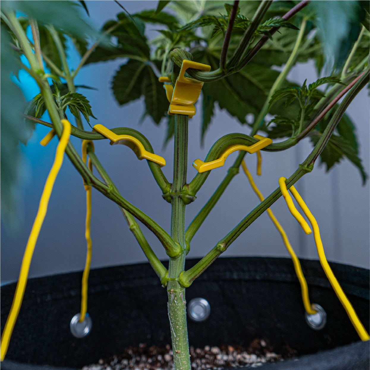 BudTrainer BudHuggers gently training cannabis branches with yellow clips and ties inside BudPots grow bag.
