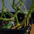 BudTrainer BudHuggers securing cannabis branches with yellow ties inside BudPots fabric grow bag for low-stress training.