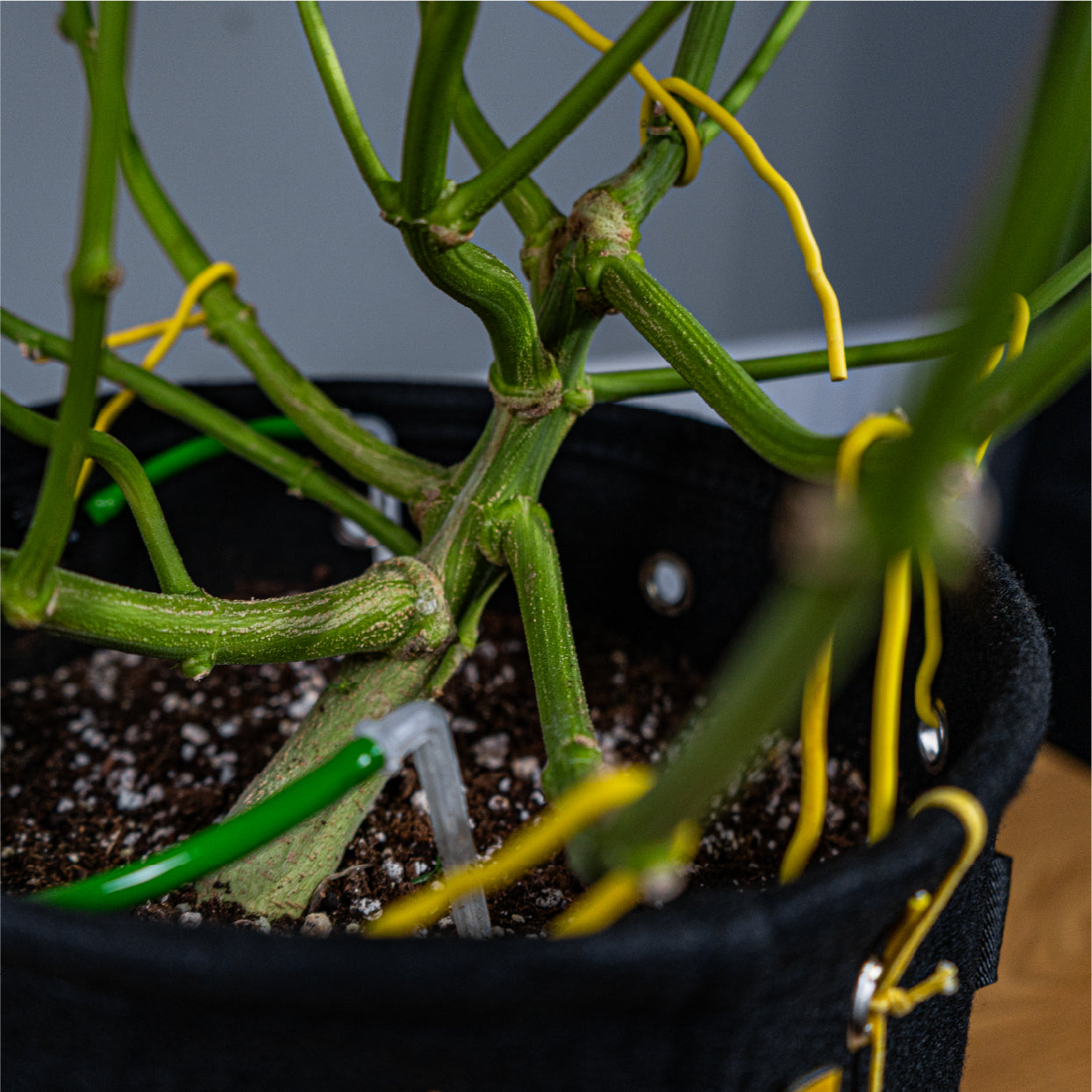 BudTrainer BudHuggers securing cannabis branches with yellow ties inside BudPots fabric grow bag for low-stress training.