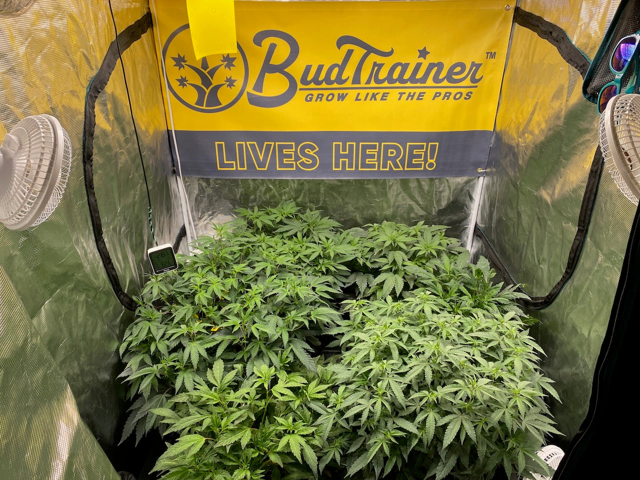 Healthy indoor cannabis plants growing in a BudTrainer grow tent setup — upgrade your garden and grow like the pros.