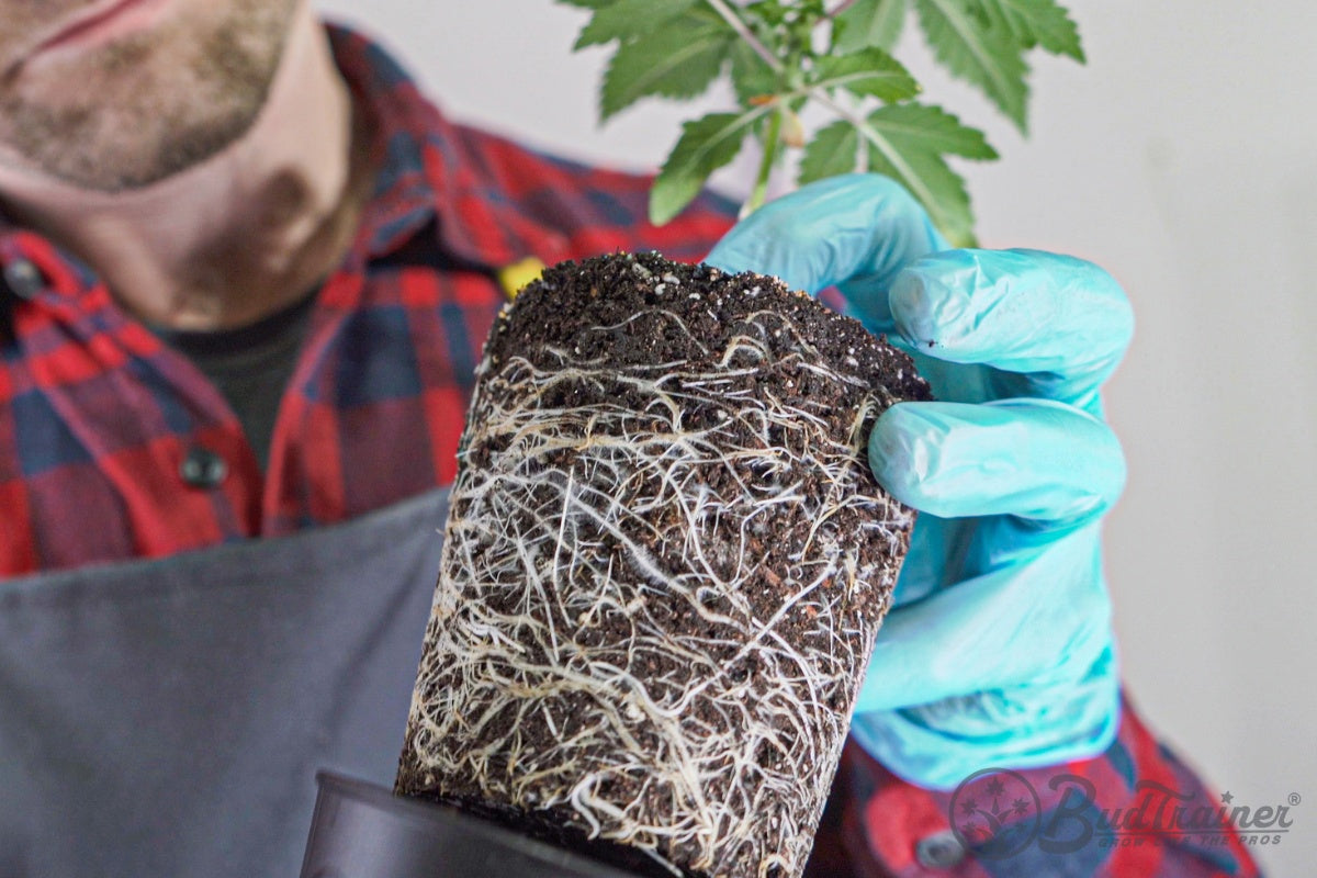 Image of a man in a plaid shirt examining the root system of a young cannabis plant held outside of the BudCups. The plant has a dense network of white roots visible against the dark soil, and the man is looking closely, evaluating the health of the roots.