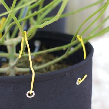 BudHuggers yellow garden wire being used to train a cannabis plaPots the BudPots